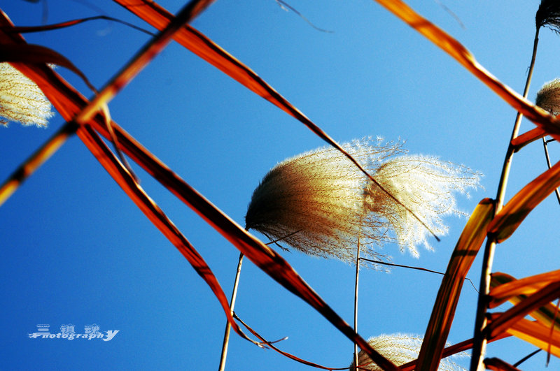 dsc_5935.jpg