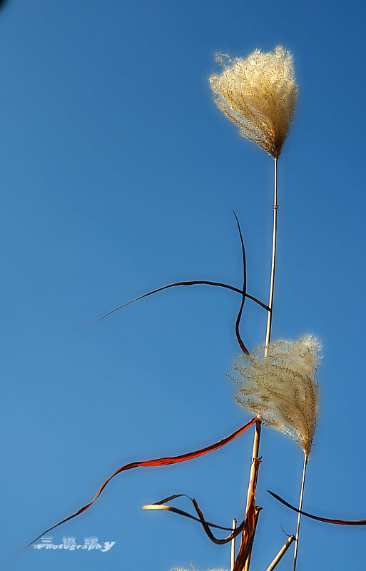 dsc_5943.jpg