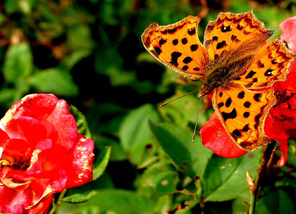 dscf1764.jpg