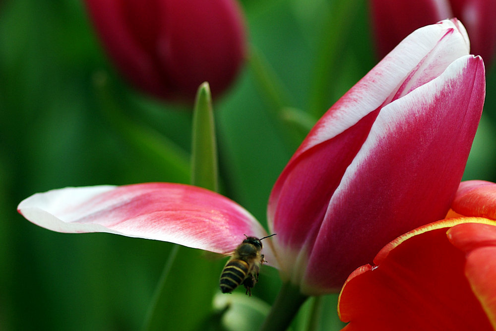 imgp9643.jpg
