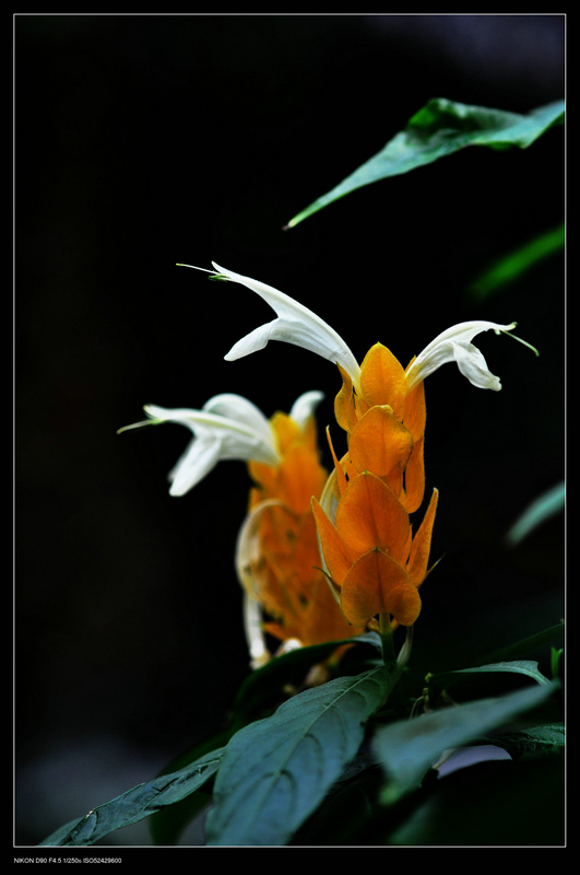 dsc_0155.jpg