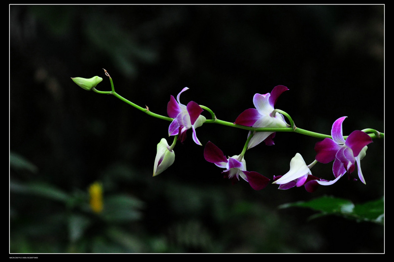 dsc_0173.jpg