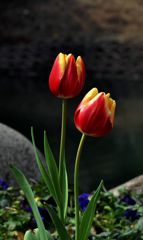 dsc_0249.jpg