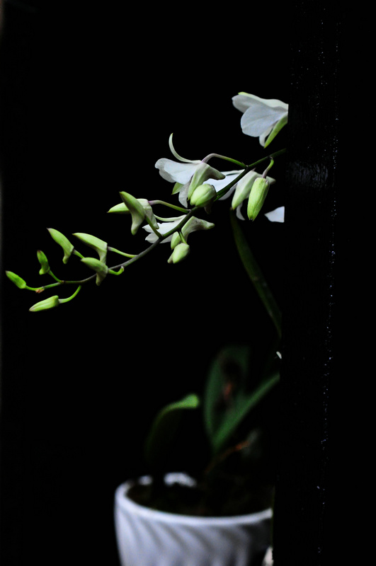 dsc_0316.jpg