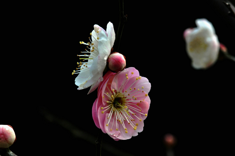 dsc_0569.jpg