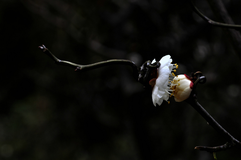 dsc_1358.jpg