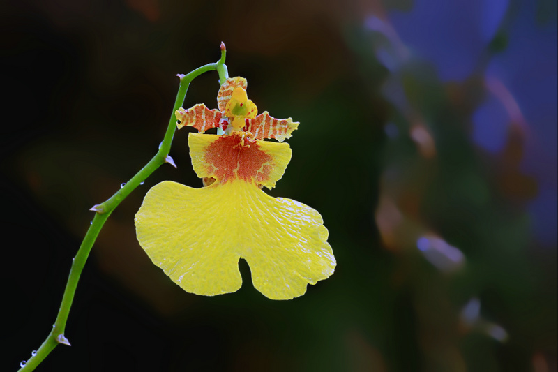 img_3907_1.jpg