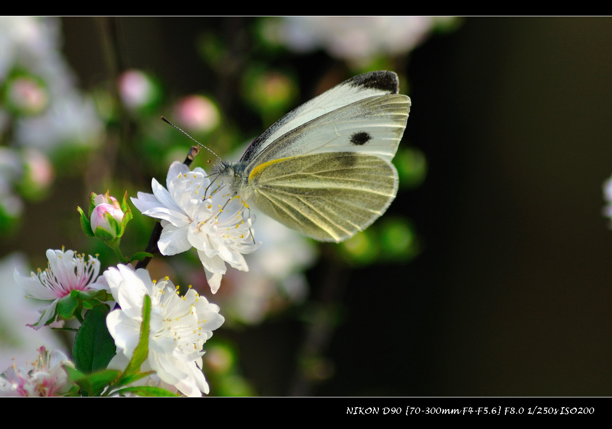 dsc_0057.jpg