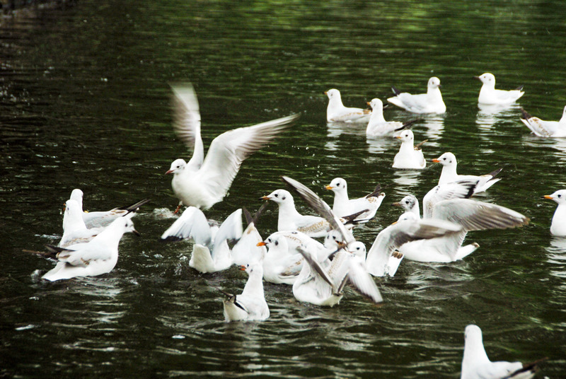 dsc_1115.jpg