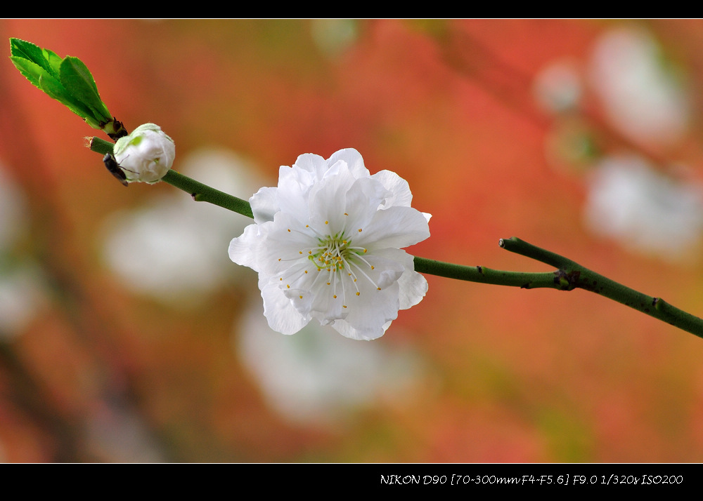 dsc_0287.jpg