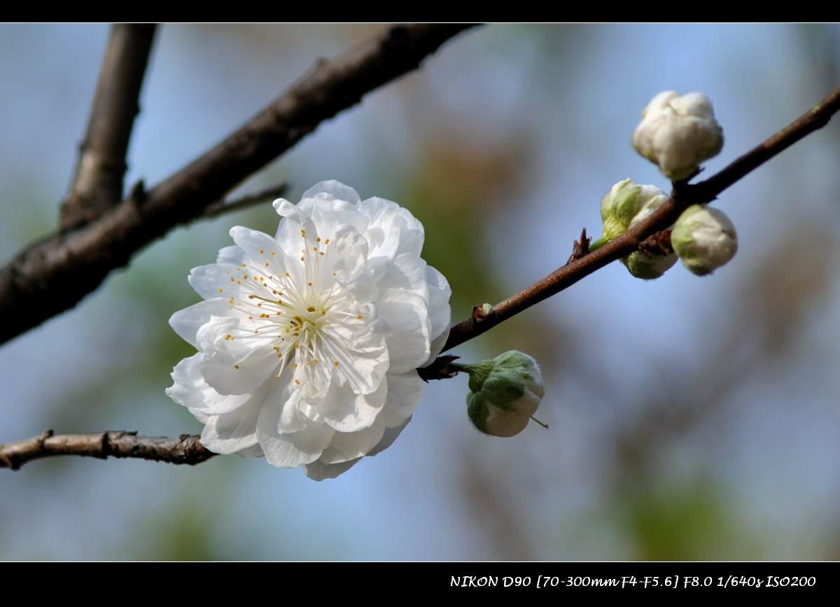 dsc_0045.jpg