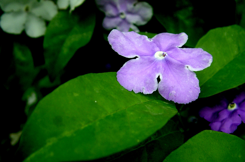 dscf2574.jpg