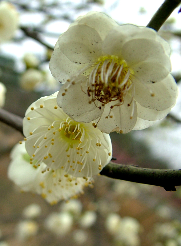 dscf2516.jpg