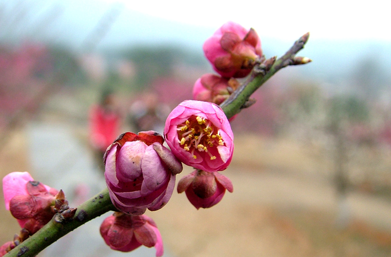 dscf2526.jpg