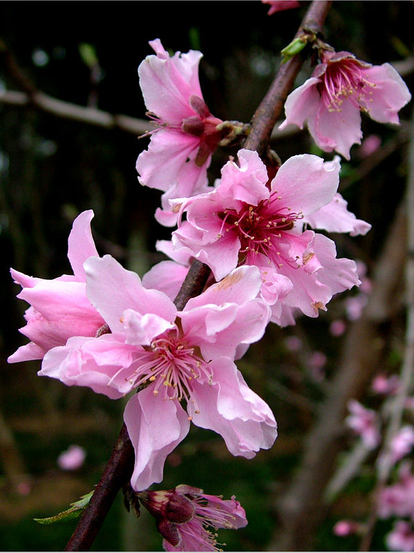 dscf2550.jpg