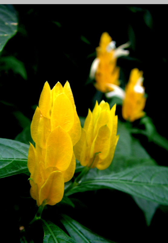 dscf2579.jpg