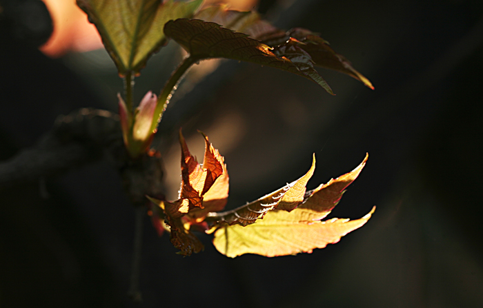 img_9594.jpg