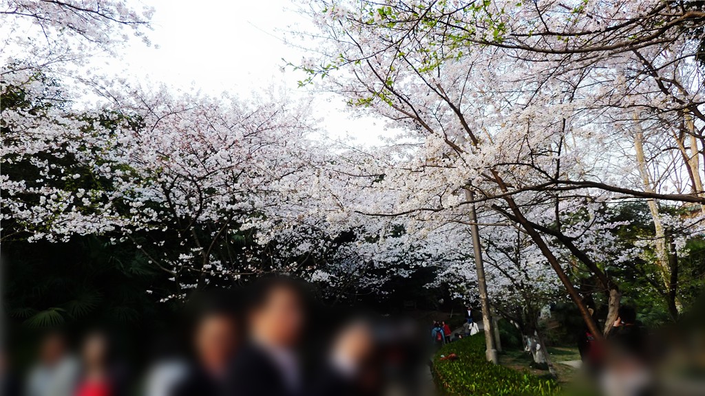 p1010506_.jpg