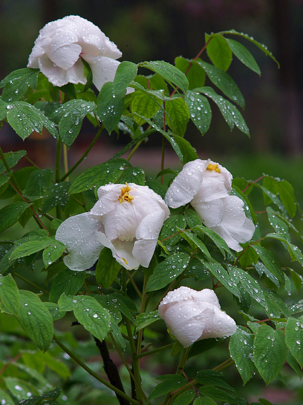 imgp0829.jpg