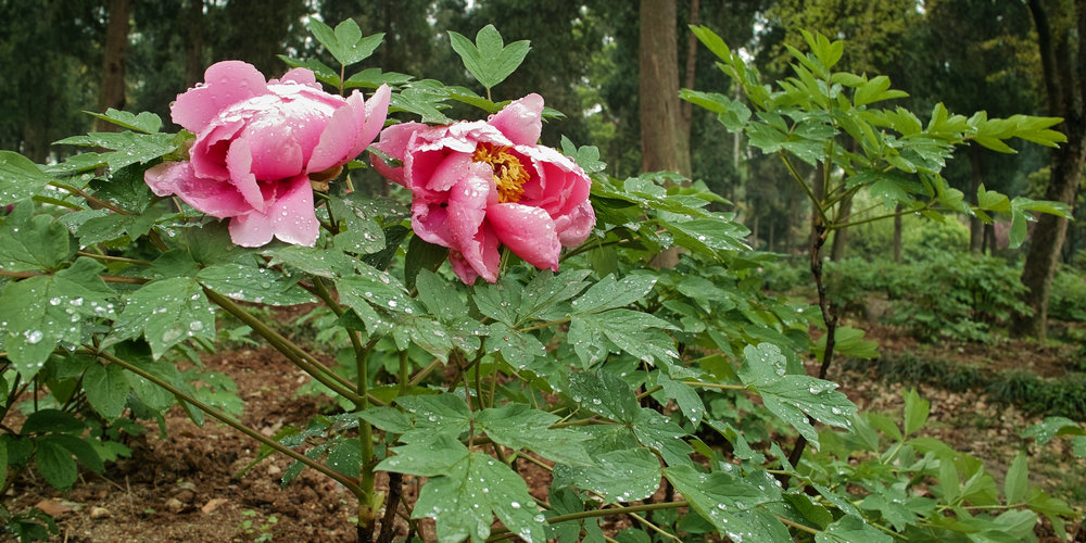 sdim0233.jpg