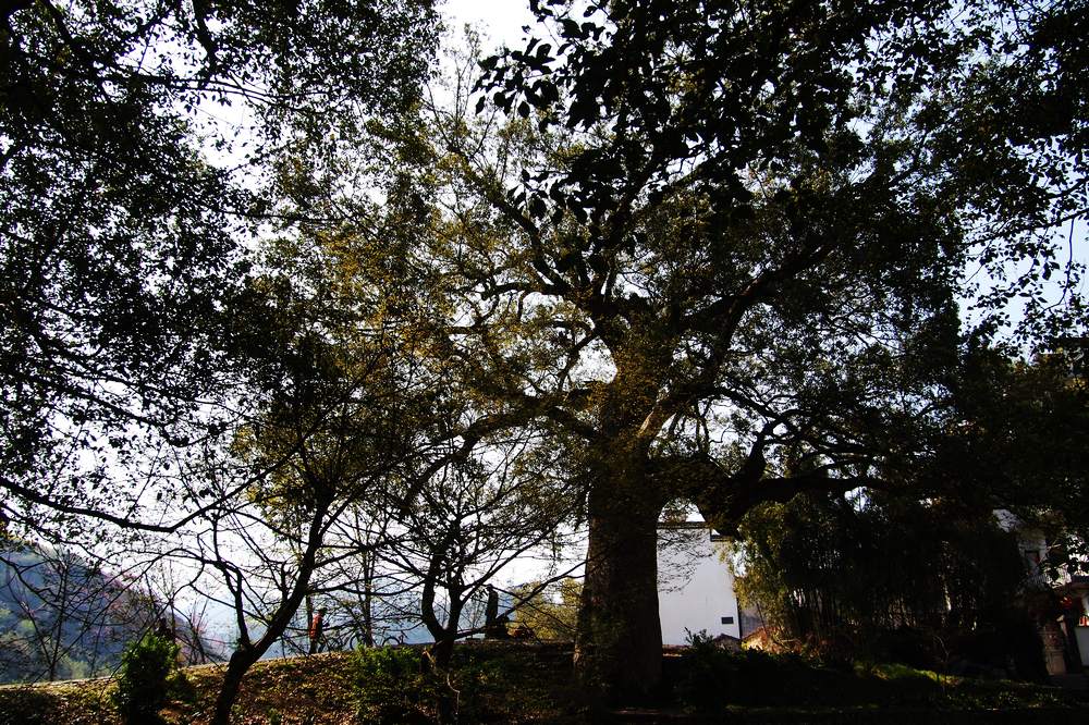 k1057383.jpg