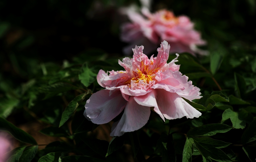 dsc_2028.jpg