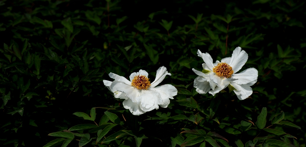 dsc_2052.jpg