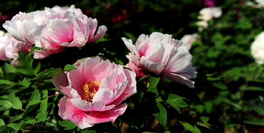 dsc_2230.jpg
