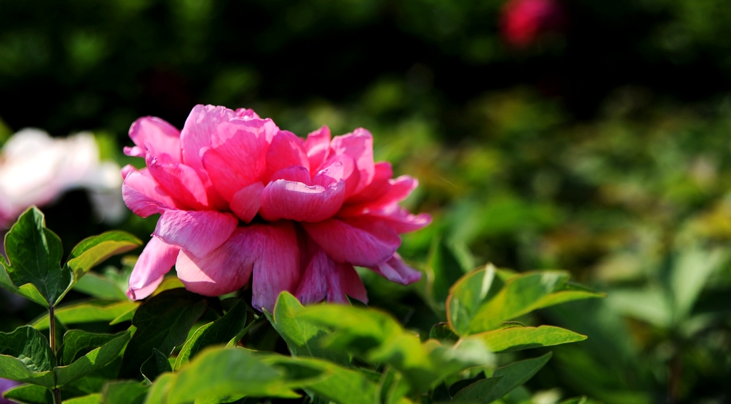 dsc_2177.jpg