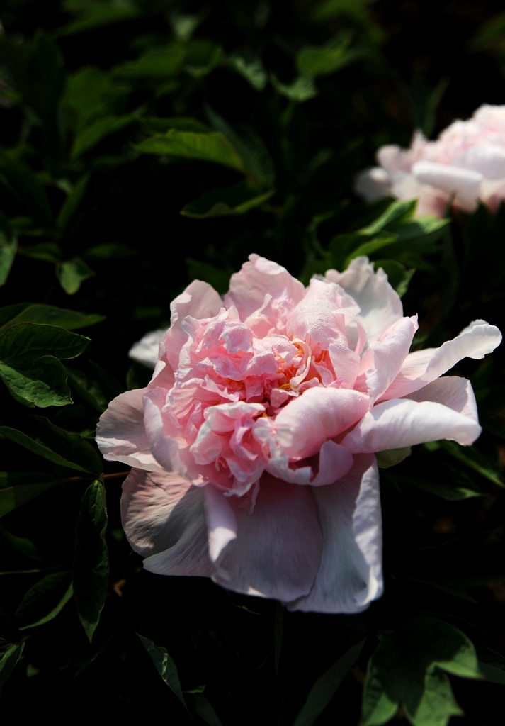 dsc_2131.jpg