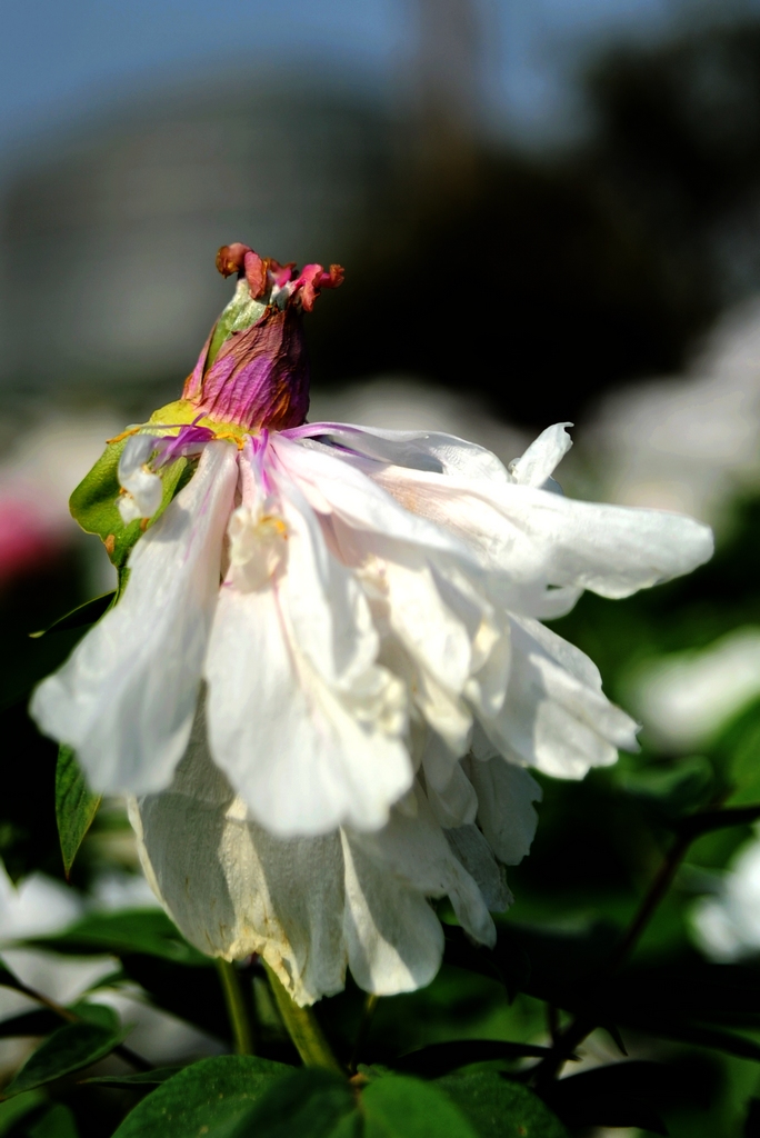 dsc_2186.jpg