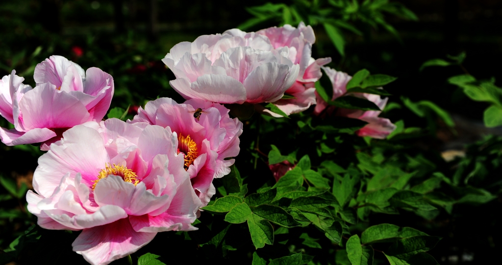 dsc_2238.jpg