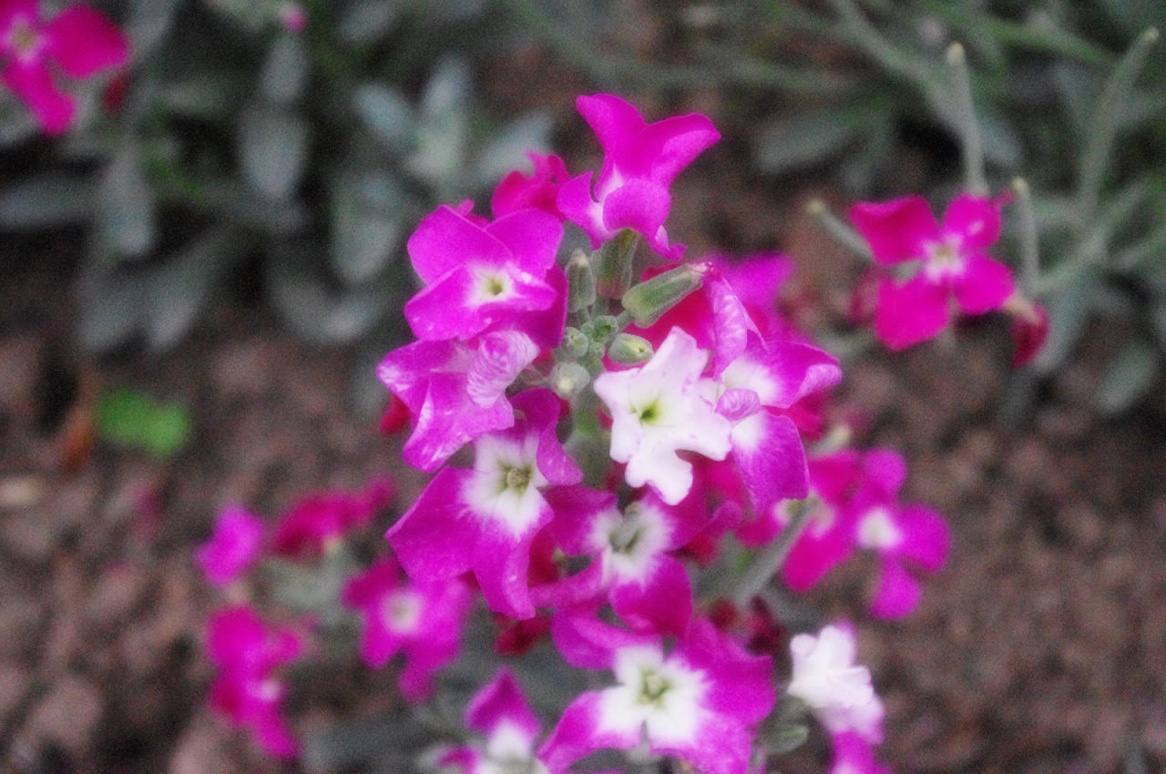 imgp0029.jpg