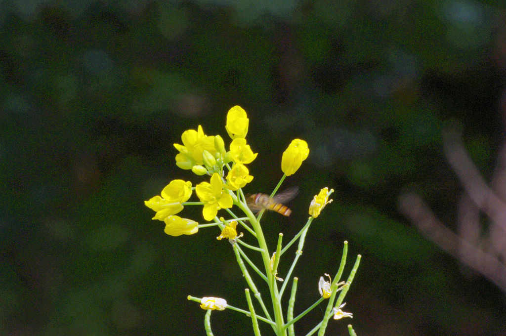 imgp0148.jpg