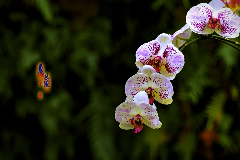Ƭ 026.jpg