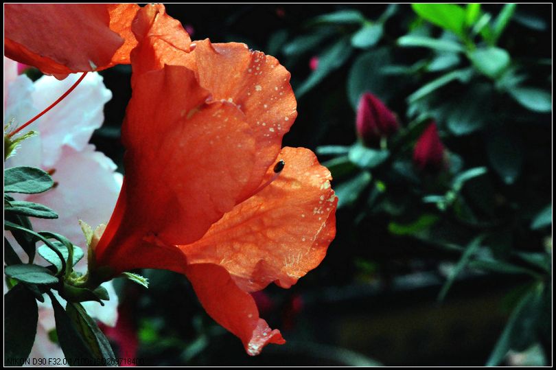 dsc_1000.jpg