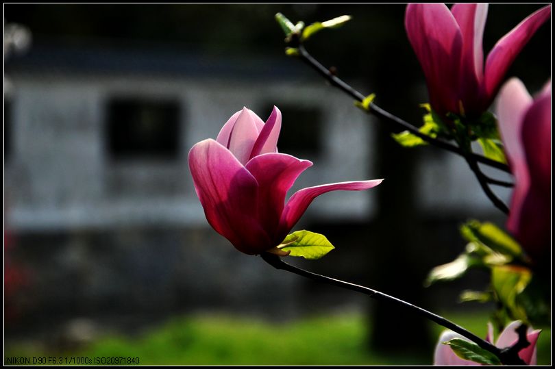 dsc_1091.jpg