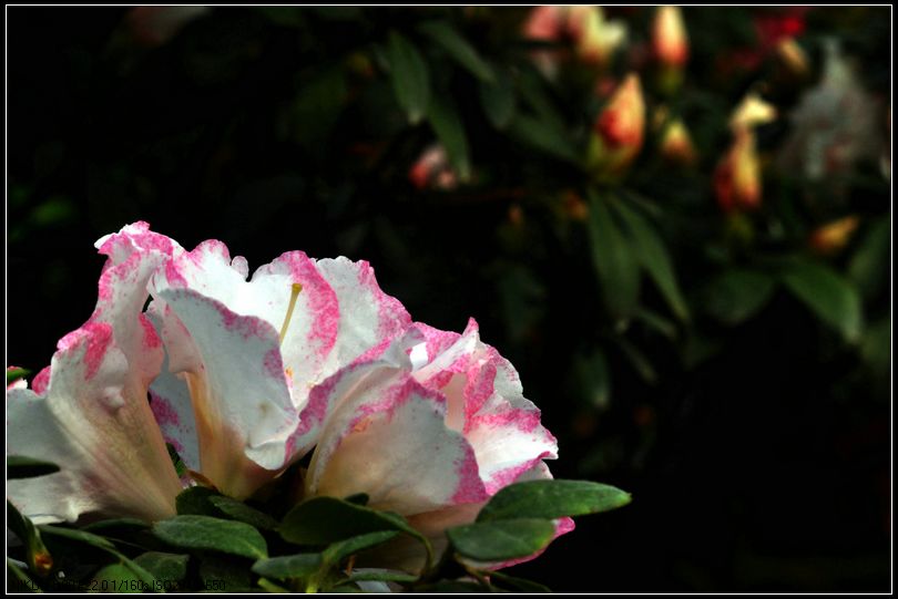 dsc_1196.jpg