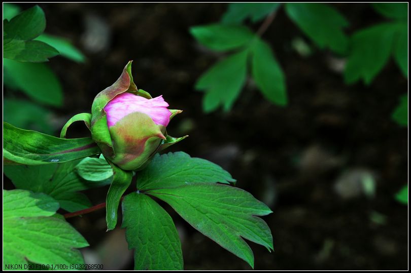 dsc_1350_.jpg
