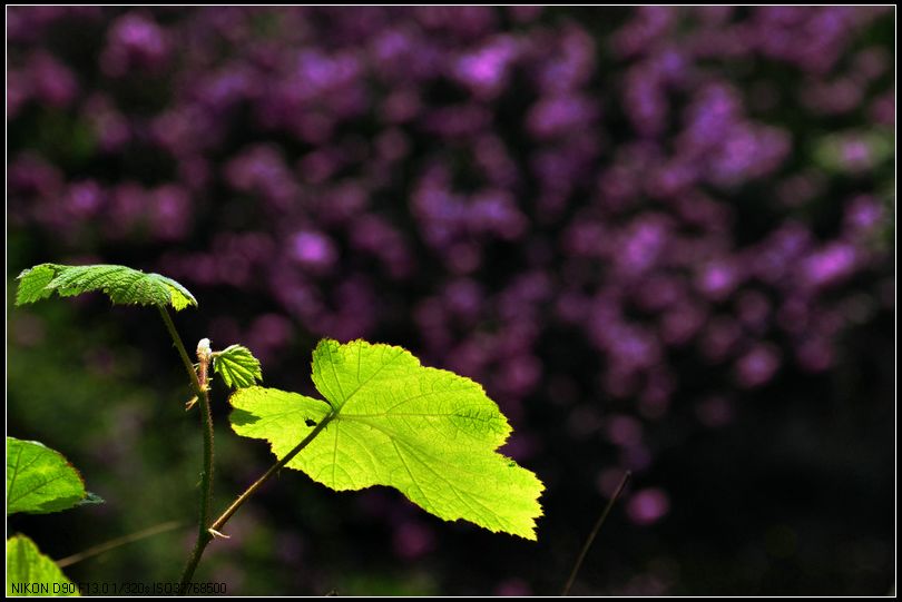 dsc_1575_.jpg