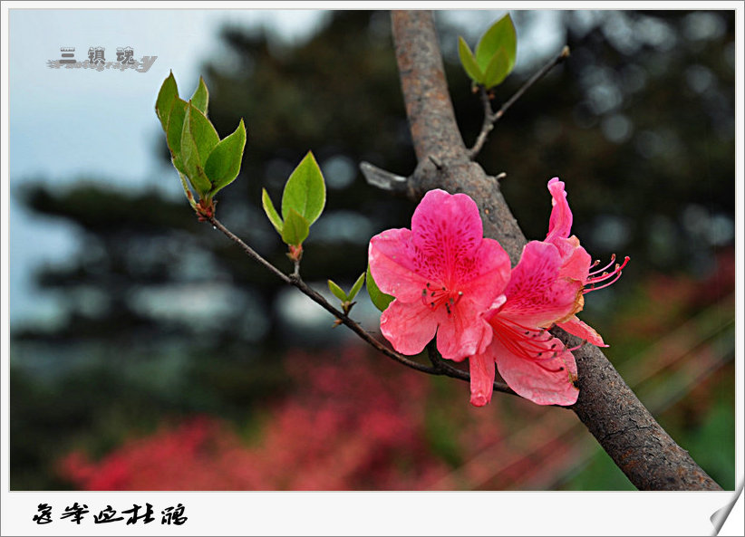 dsc_8291.jpg