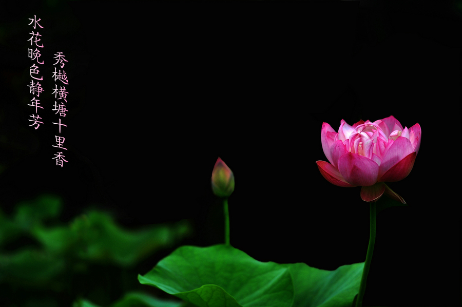 dsc_7559_1.jpg