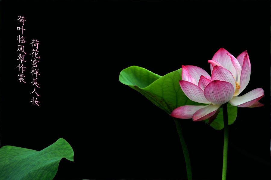 dsc_7507_1.jpg