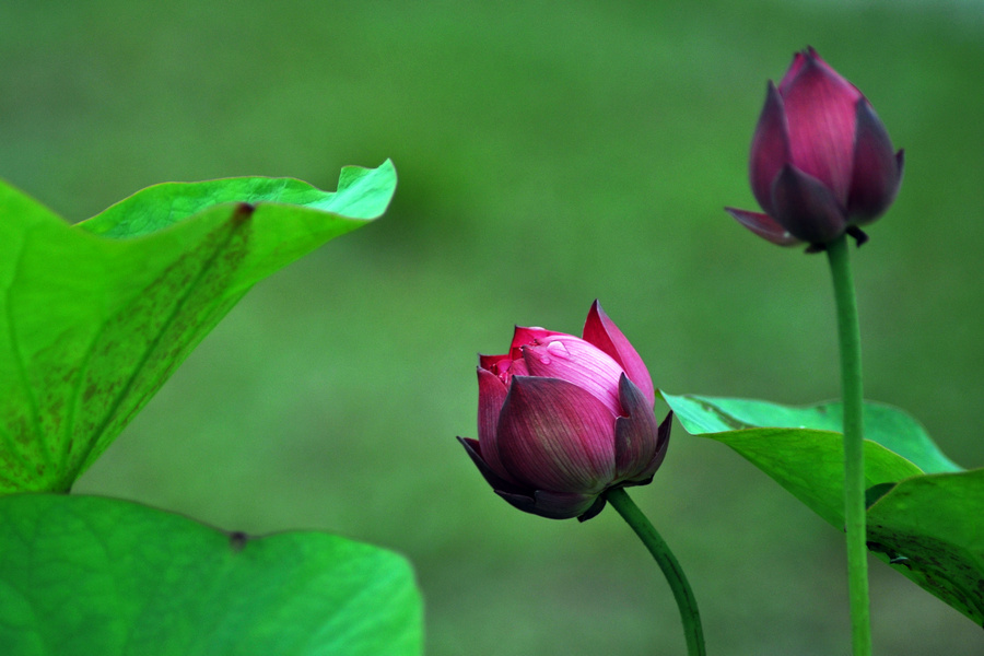 dsc_6818_1.jpg