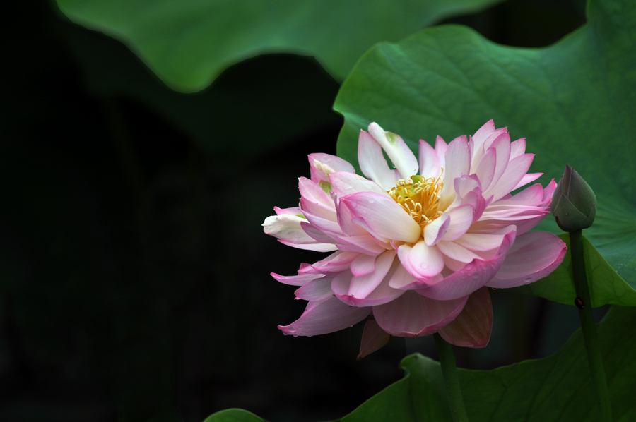 dsc_6857_1.jpg