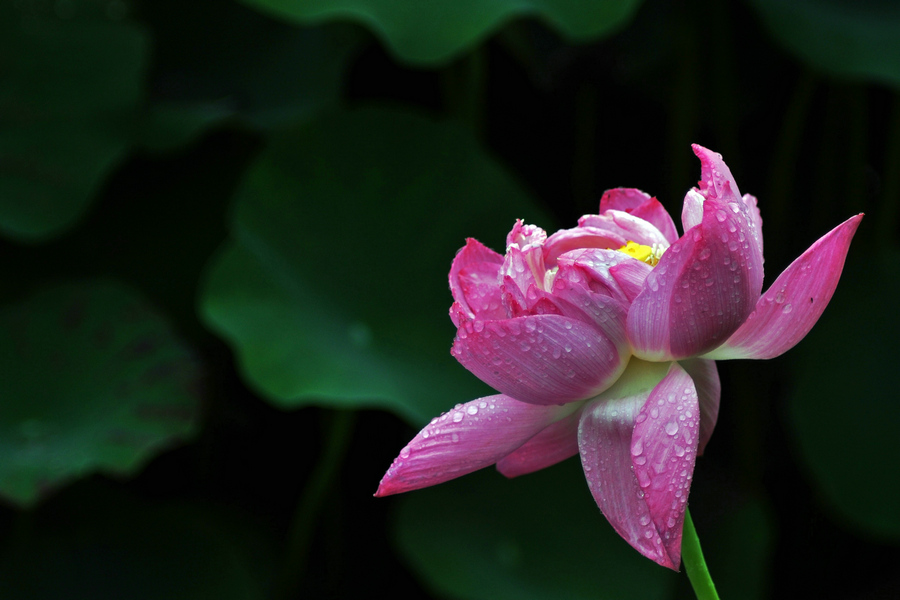 dsc_6888_1.jpg