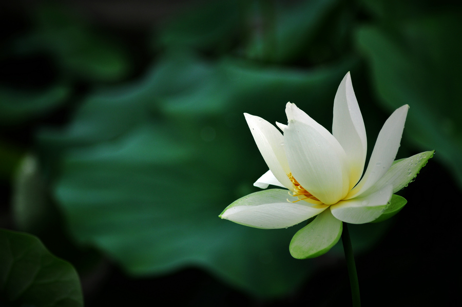 dsc_6928_1.jpg