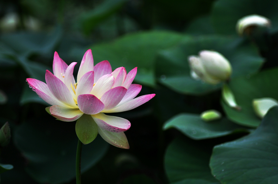 dsc_7103_1.jpg
