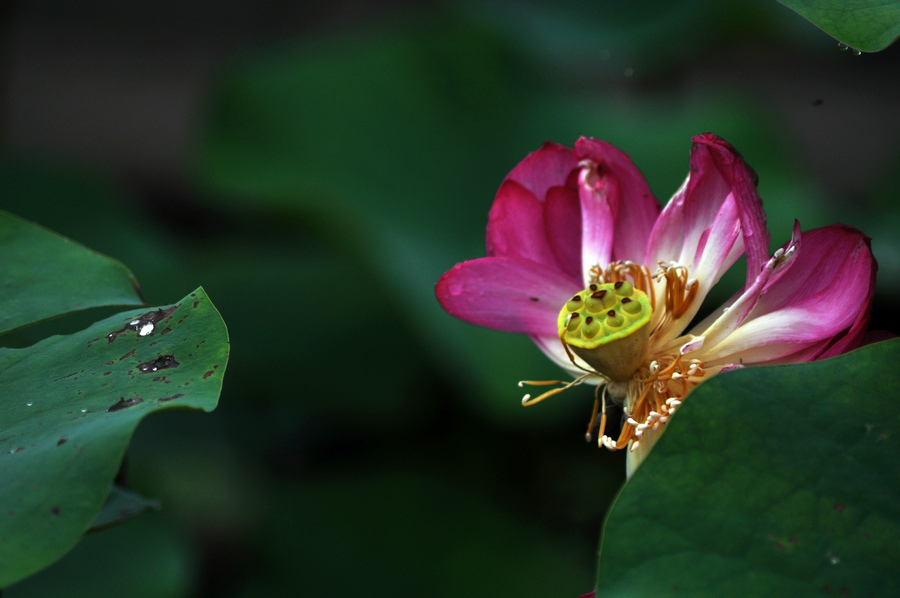 dsc_7106_1.jpg