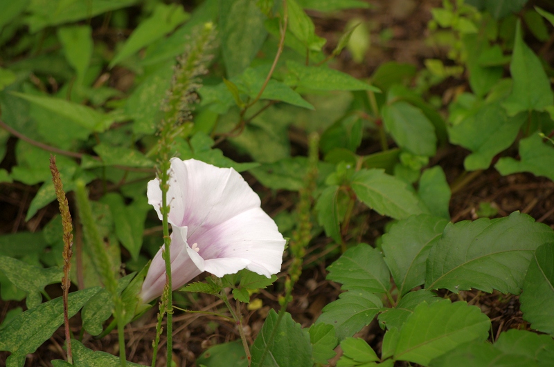 imgp01350.jpg